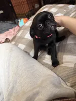 Minnie, a female Pug and Brussels Griffon for sale in Bloomington, IL – Photo 10 of 10