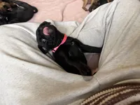 Minnie, a female Pug and Brussels Griffon for sale in Bloomington, IL – Photo 6 of 10