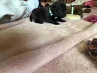Nugget, a female Pug for sale in Bloomington, IL – 10 of 10