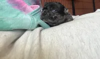 Blue , a male Pug for sale in Bloomington, IL – 2 of 10