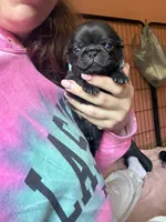 Nugget, a female Pug for sale in Bloomington, IL – 3 of 10