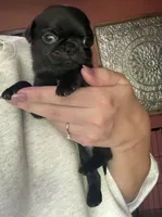 Nuggie, a male Pug for sale in Bloomington, IL – 5 of 10