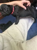 Petal, a female Pug for sale in Bloomington, IL – 8 of 10