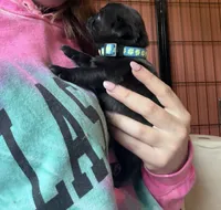 Nugget, a female Pug for sale in Bloomington, IL – 2 of 10