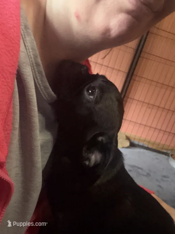 Pearl – Pug, Brussels Griffon puppy for sale in Bloomington, IL