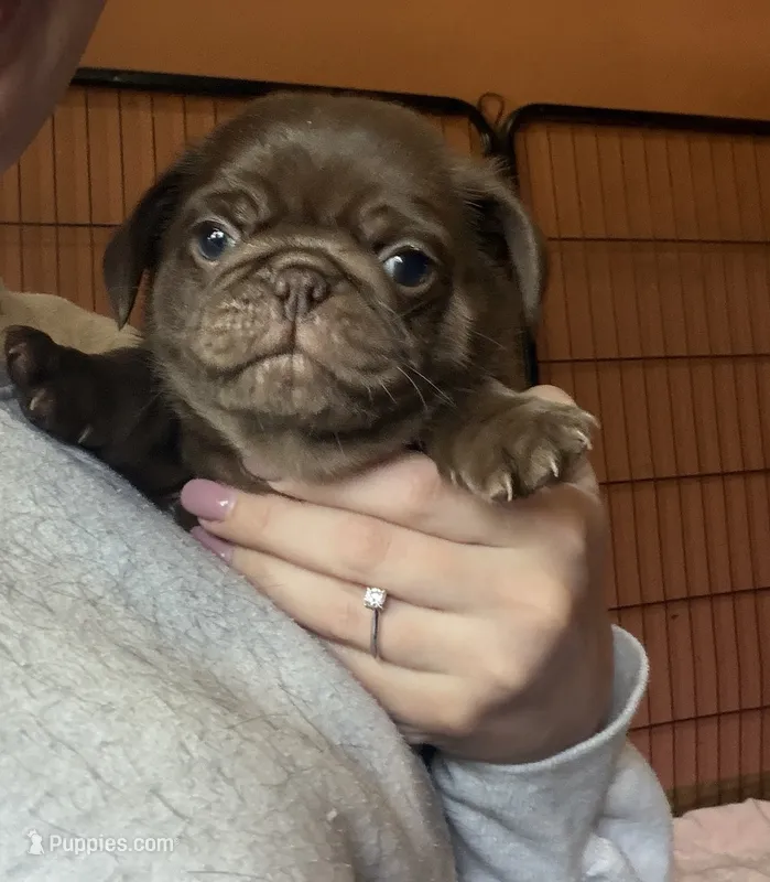 Kevin 🍫 – Pug puppy for sale in Bloomington, IL