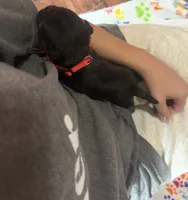Berry, a male Pug for sale in Bloomington, IL – 5 of 10