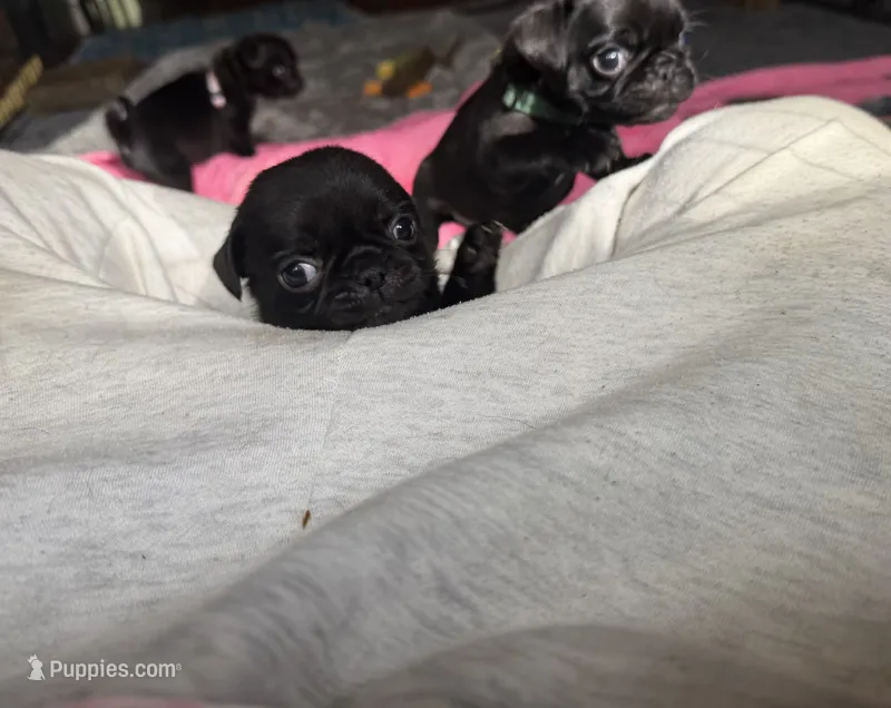 Nuggie – Pug puppy for sale in Bloomington, IL