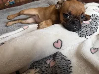 Princess, a female Pug and Brussels Griffon for sale in Bloomington, IL – 9 of 10