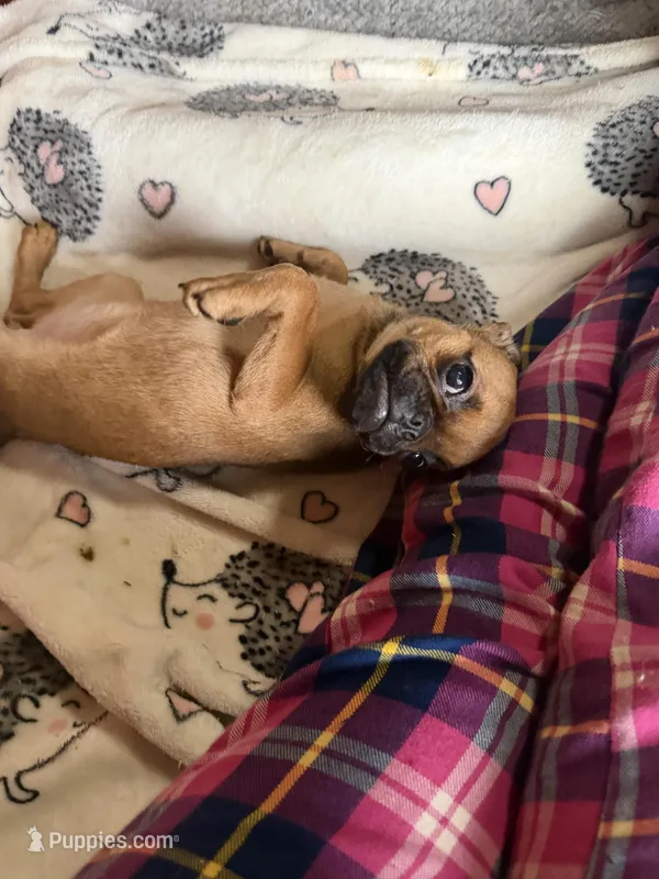 Princess – Pug, Brussels Griffon puppy for sale in Bloomington, IL