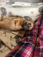 Princess, a female Pug and Brussels Griffon for sale in Bloomington, IL – 2 of 10