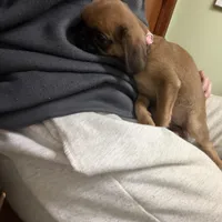 Princess, a female Pug and Brussels Griffon for sale in Bloomington, IL – Photo 9 of 10