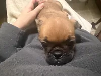 Princess, a female Pug and Brussels Griffon for sale in Bloomington, IL – Photo 8 of 10