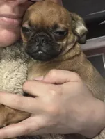 Princess, a female Pug and Brussels Griffon for sale in Bloomington, IL – 5 of 10
