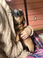Princess, a female Pug and Brussels Griffon for sale in Bloomington, IL – 7 of 10