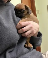 Princess, a female Pug and Brussels Griffon for sale in Bloomington, IL – Photo 3 of 10