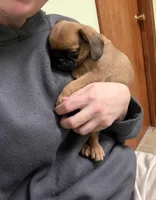 Princess, a female Pug and Brussels Griffon for sale in Bloomington, IL – Photo 2 of 10
