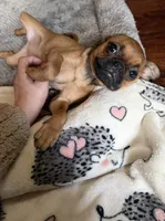 Princess, a female Pug and Brussels Griffon for sale in Bloomington, IL – 8 of 10
