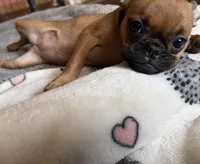 Princess, a female Pug and Brussels Griffon for sale in Bloomington, IL – 3 of 10