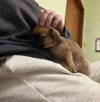 Princess, a female Pug and Brussels Griffon for sale in Bloomington, IL – Photo 10 of 10