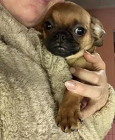 Princess, a female Pug and Brussels Griffon for sale in Bloomington, IL – 6 of 10