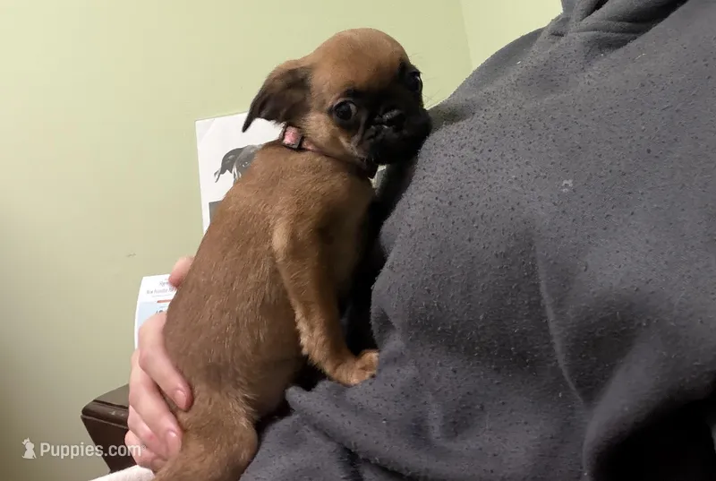 Princess – Pug, Brussels Griffon puppy for sale in Bloomington, IL