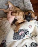 Princess, a female Pug and Brussels Griffon for sale in Bloomington, IL – 1 of 10