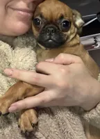 Princess, a female Pug and Brussels Griffon for sale in Bloomington, IL – 4 of 10