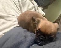 Princess, a female Pug and Brussels Griffon for sale in Bloomington, IL – Photo 6 of 10