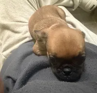 Princess, a female Pug and Brussels Griffon for sale in Bloomington, IL – Photo 7 of 10