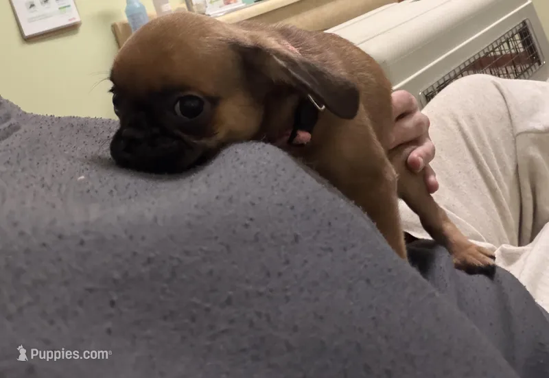 Princess – Pug, Brussels Griffon puppy for sale in Bloomington, IL