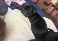 Nugget, a male Pug for sale in Bloomington, IL – 5 of 9