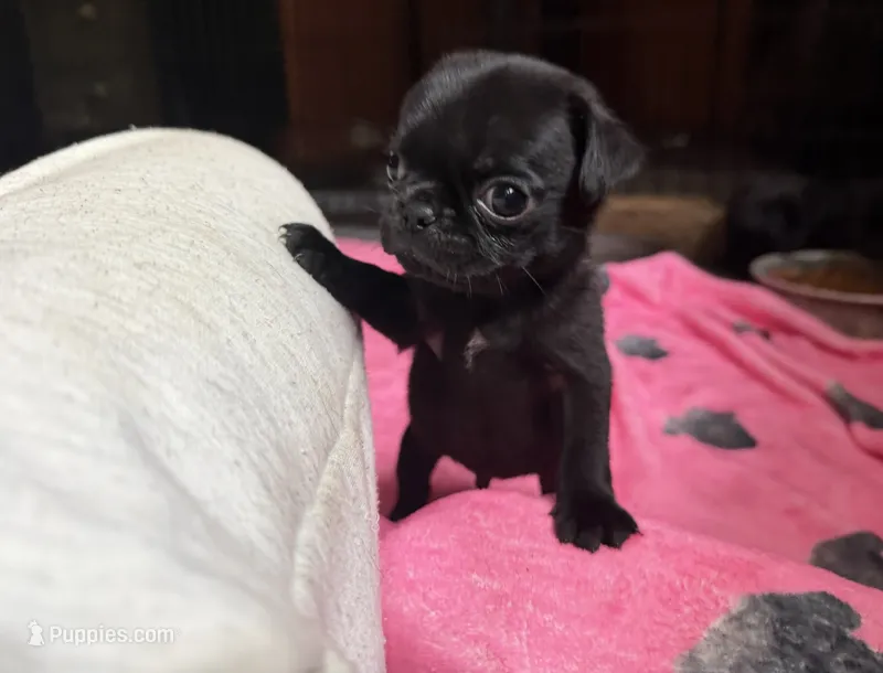 Nuggie – Pug puppy for sale in Bloomington, IL