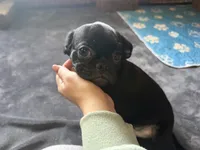 Charles, a male Pug and Brussels Griffon for sale in Bloomington, IL – 4 of 10