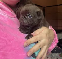 Arnold , a male Pug for sale in Bloomington, IL – 3 of 10