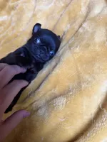 Nuggie, a male Pug for sale in Bloomington, IL – 6 of 10