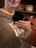 Earl, a male Pug for sale in Bloomington, IL – 4 of 10