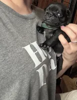 Nemo, a male Pug for sale in Bloomington, IL – 2 of 10