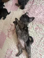 Blue , a female Pug for sale in Bloomington, IL – 6 of 10