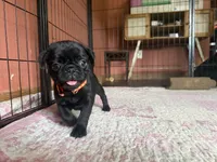 Bert, a male Pug for sale in Bloomington, IL – 6 of 10