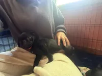 Bert, a male Pug for sale in Bloomington, IL – 3 of 10