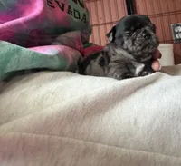 Blue , a male Pug for sale in Bloomington, IL – 5 of 10