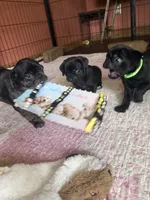 Max, a male Pug for sale in Bloomington, IL – 5 of 10
