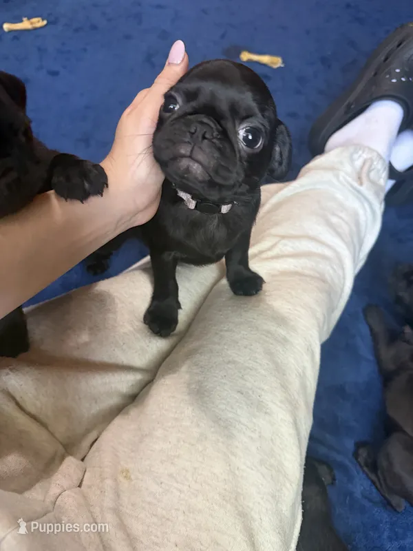 Isabelle – Pug puppy for sale in Bloomington, IL