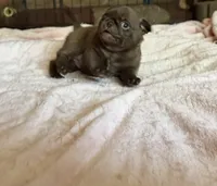 Lila 🍫 , a female Pug for sale in Bloomington, IL – 8 of 10