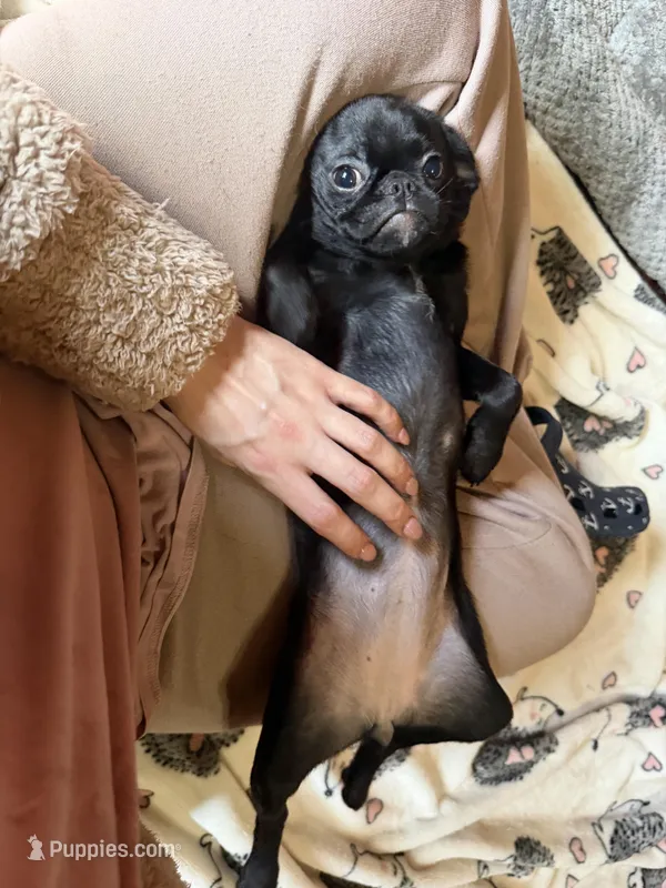 Poppy – Pug, Brussels Griffon puppy for sale in Bloomington, IL
