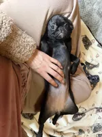 Poppy, a female Pug and Brussels Griffon for sale in Bloomington, IL – Photo 1 of 10