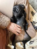 Poppy, a female Pug and Brussels Griffon for sale in Bloomington, IL – Photo 6 of 10