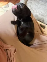 Poppy, a female Pug and Brussels Griffon for sale in Bloomington, IL – Photo 8 of 10