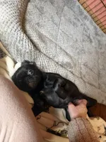 Poppy, a female Pug and Brussels Griffon for sale in Bloomington, IL – Photo 4 of 10